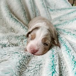 Australian Shepherd Puppies from Burdock Hill Australian Shepherds
