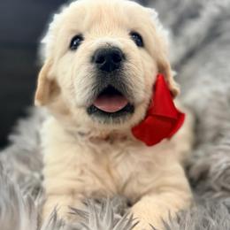 Orion - Light golden male Golden Retriever puppy in Shingle Springs, California from Creamy Retrievers