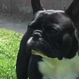 French Bulldogs from StarGazer French Bulldogs