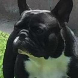 French Bulldogs from StarGazer French Bulldogs