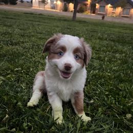 Girl 3 - Red merle female Miniature Australian Shepherd puppy in Amarillo, Texas from Duclops Ranch Aussies