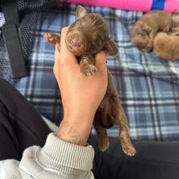 Bear - Chocolate and tan male Dachshund puppy in Camdenton, Missouri from Camden Line Dachshunds