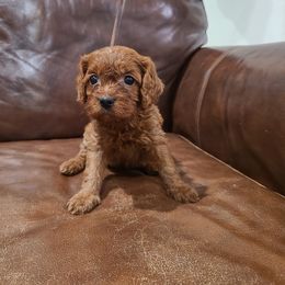 Lexi - Red Cavapoo puppy in Atmore, Alabama from Gulf Coast Puppies