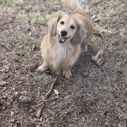 Abe - Dachshund