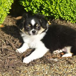 Forrest - Black and tan male Chihuahua puppy in Gloucester, Virginia from Charlotte's Web of Chihuahuas