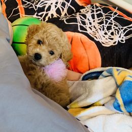 Bernedoodle and Goldendoodle Puppies from Cottrell’s Poodles & Doodles