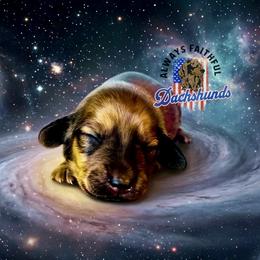 AFDs Millie - Cream female Dachshund puppy in Waverly, Ohio from Always Faithful Dachshunds
