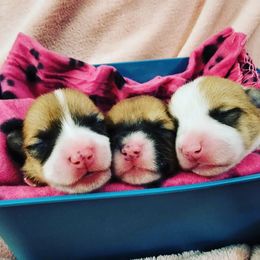 Pembroke Welsh Corgi Puppies from FG's Corgis