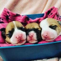 Pembroke Welsh Corgi Puppies from FG's Corgis