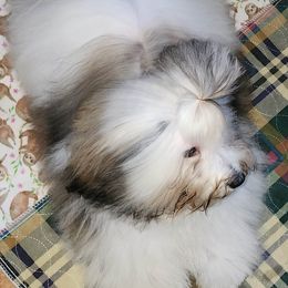 "Aslan, Endearing's Ambler's Awesome Attitude (Aslan)" Havanese Puppies from Endearing Havanese