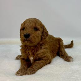 Melon - Red  female Goldendoodle puppy in Kenansville, North Carolina from J+A Family Doodles