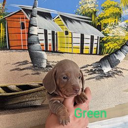 Boy 3 - Dachshund puppy in Homosassa, Florida from Foxies Doxies