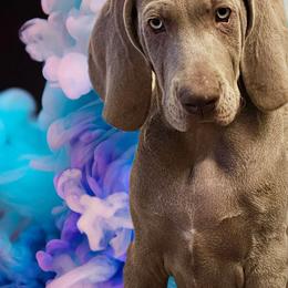 Boy 1 - Gray male Weimaraner puppy in Glendive, Montana from Lazy Hearts Kennel