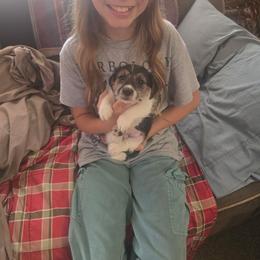 Boy 1 - White and black male Russell Terrier puppy in Traverse City, Michigan from Boardman valley kennels