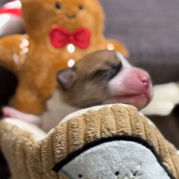 Kevin - Sable male Pembroke Welsh Corgi puppy in Nortonville, Kansas from Low Riders Corgis & Mini Aussies