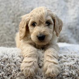 Dudley - Apricot male Goldendoodle puppy in Rainier, Oregon from Beaver Springs Puppies