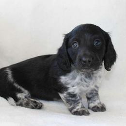 Scooby (2675) - Piebald male Dachshund puppy in Sonora, Kentucky from Maple Hill Miniature Dachshunds