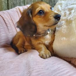 Cee-Cee - Red female Dachshund puppy in Mountain Grove, Missouri from Callaway Country Dachshunds