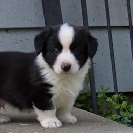 Cardigan Welsh Corgi and Mudi Puppies from Kahukura Cardigans