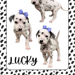 LUCKY - White and black female Dalmatian puppy in Waxahachie, Texas from Tiff’s Dalmatian Plantation
