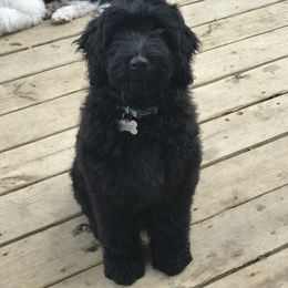 Goldendoodle and Yorkshire Terrier Puppies from Pups of the Lowcountry