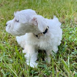 Flora - Wheaten female Miniature Schnauzer puppy in Byron, Georgia from Smilee Schnauzers
