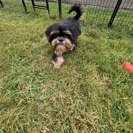 Shih Tzu Puppies from LaDawn’s Little Lions