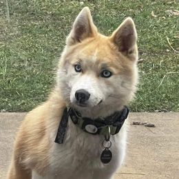 Zeus - Pomsky