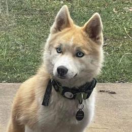 Zeus - Pomsky