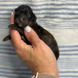 Darla - Brindle female Dachshund puppy in Oklahoma City, Oklahoma from Barrett’s Doxie Farm