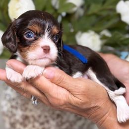 Ramen boy - Tri-color male Cavalier King Charles Spaniel puppy in Yuciapa, California from AlltheDoodlez_