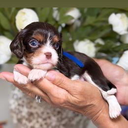 Ramen boy - Tri-color male Cavalier King Charles Spaniel puppy in Yuciapa, California from AlltheDoodlez_