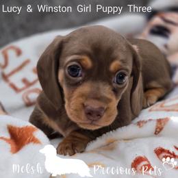KiKi - Chocolate and tan female Dachshund puppy in Anamosa, Iowa from Melsh Precious Pets