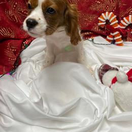 Captain - Blenheim male Cavalier King Charles Spaniel puppy in Las Vegas, Nevada from Faybelle's Cavaliers