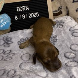 Sonny Tiny Dancer Dachshund's - Red male Dachshund puppy in Tacoma, Washington from Tiny Dancer Dachshunds