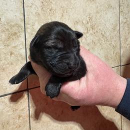 Gray Collar - Sable male German Shepherd puppy in Willington, Connecticut from Wertvoll German Shepherds