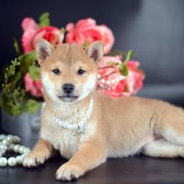 Nami 🩷 Red Girl - Red female Shiba Inu puppy in Neosho, Missouri from Sunny Terrace Shibas