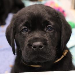 Labrador Retriever Puppies from Ashland Labradors