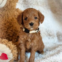 Glow - Red  female Goldendoodle puppy in Wharton, Texas from Little Fur Friends