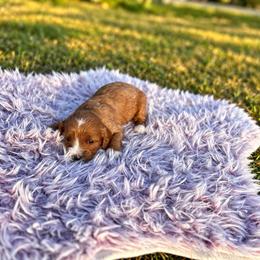 Dolly - Red female Cavapoo puppy in Thorndale, Texas from Hattie’s Texas Cavapoos