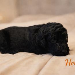 Holly Wheeler - Black female Bernedoodle puppy in Bennett, Colorado from Darling Paws, LLC