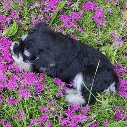 Miniature Schnauzers from Bearded Dynasty Schnauzers