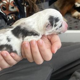 Ondes Martenot (OHND mar-te-NOH) - Blue merle male Australian Shepherd puppy in Bennett, Colorado from Alolan Angel Aussies