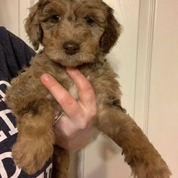 Aussiedoodle, Goldendoodle, and Poodle Puppies from Dandelion Doodles of Oklahoma