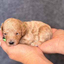 Cookie - Apricot female Goldendoodle puppy in Sacramento, California from GoldenDoodle Love