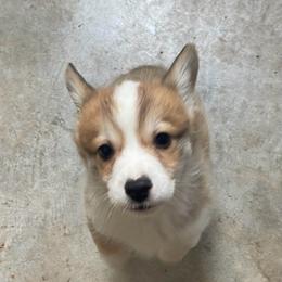Sam - Sable male Pembroke Welsh Corgi puppy in Adairsville, Georgia from R&R Corgis