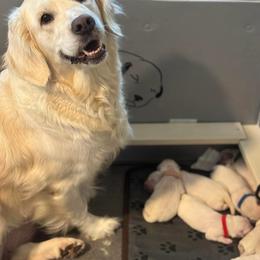 Daisy - Golden Retriever