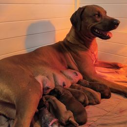 Girl 4 - female Rhodesian Ridgeback puppy in Kansas City, Missouri from Stoneridge Ridgebacks