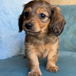 Liberty AKC 3500 - Red female Dachshund puppy in Krum, Texas from Tired Chef Dachshunds