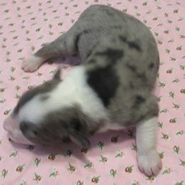 Toy Australian Shepherd puppies from Booty Shaker Toy and Miniature Poodles and Aussies